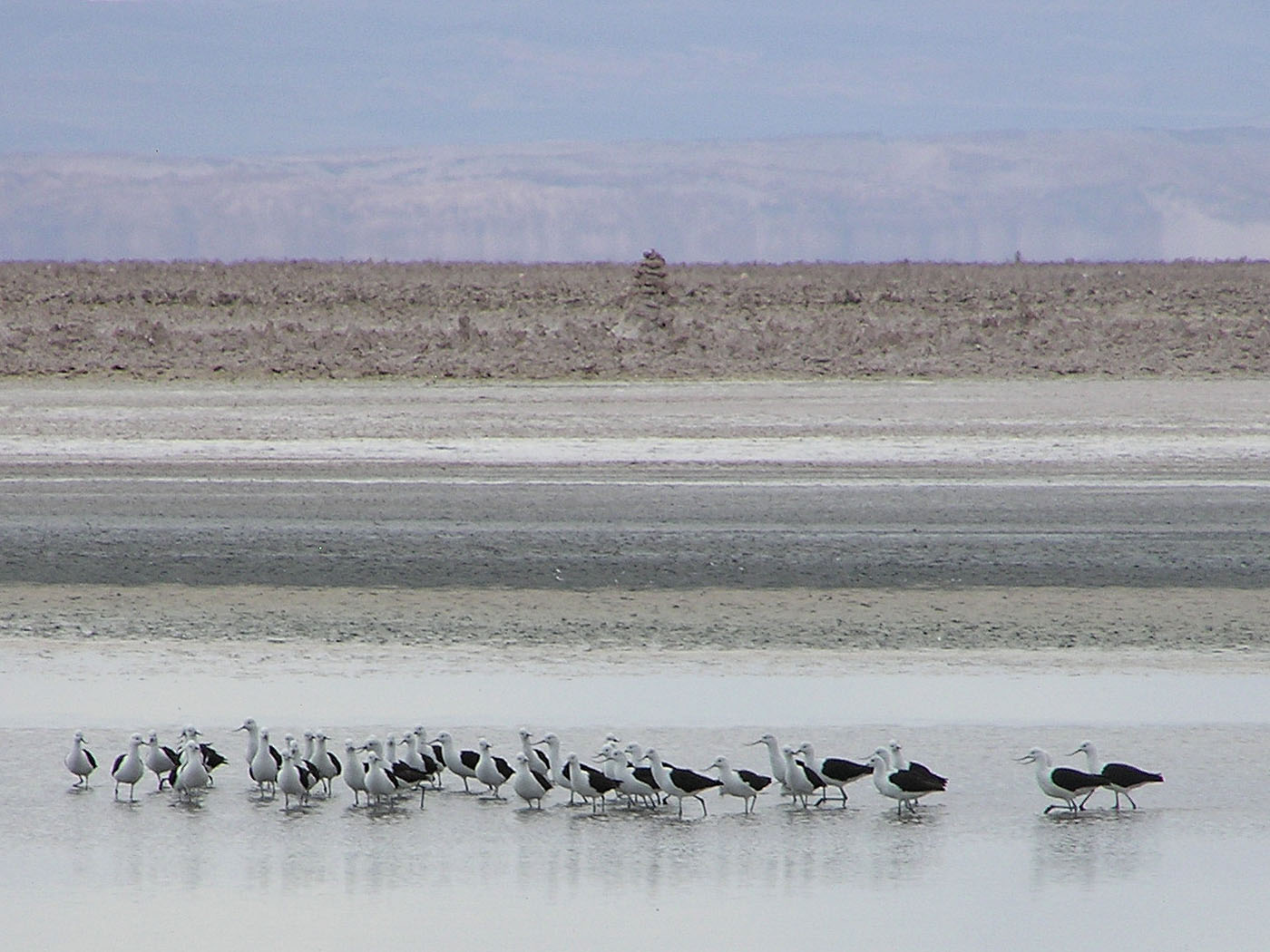 Andean Avocets, Laguna Chaxa, San Pedro de Atacama, Chile